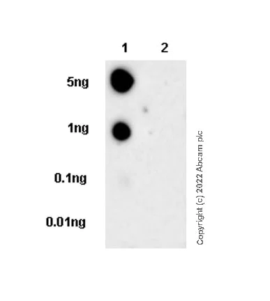 Dot Blot - Anti-MEK3 (phospho S189) + MEK6 (phospho S207) antibody [EPR24759-32] - BSA and Azide free (AB290001)