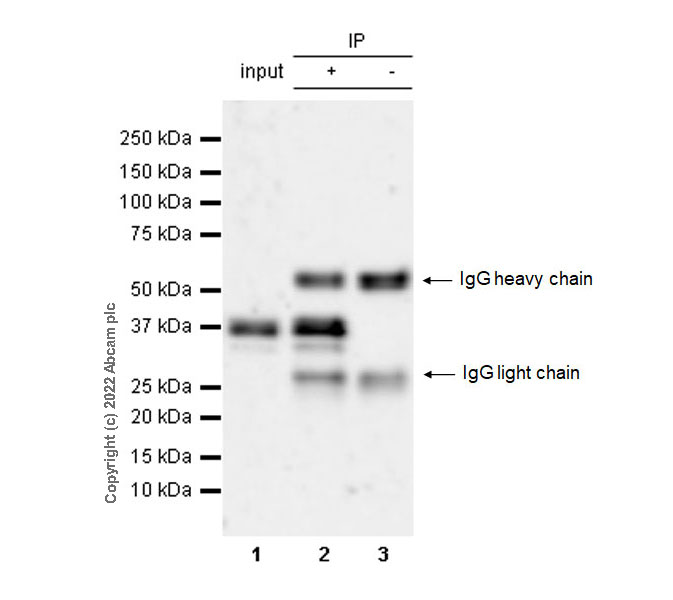 Immunoprecipitation - Anti-MEK3 (phospho S189) + MEK6 (phospho S207) antibody [EPR24759-32] - BSA and Azide free (AB290001), expandable thumbnail