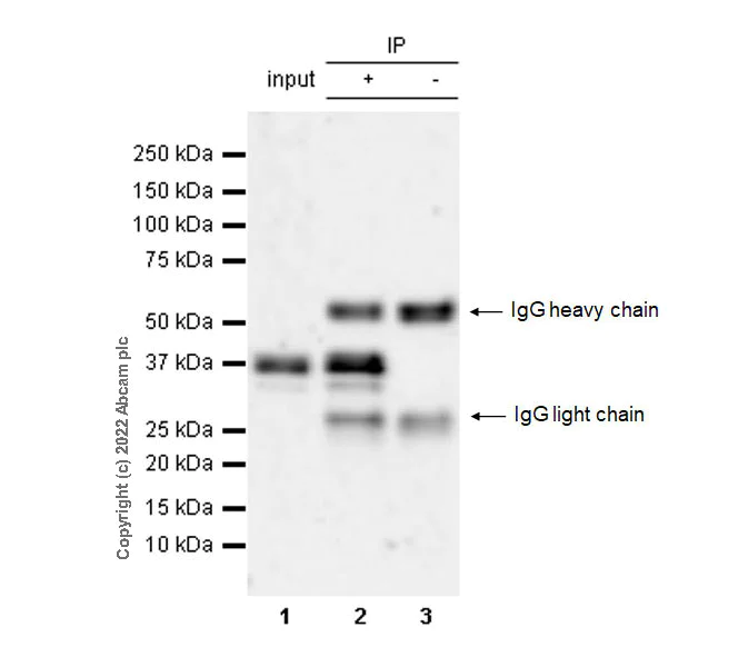 Immunoprecipitation - Anti-MEK3 (phospho S189) + MEK6 (phospho S207) antibody [EPR24759-32] - BSA and Azide free (AB290001)