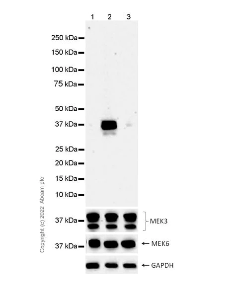 Western blot - Anti-MEK3 (phospho S189) + MEK6 (phospho S207) antibody [EPR24759-32] - BSA and Azide free (AB290001)