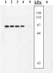 Western blot - Anti-MEK3 (phospho S189/T193) + MEK6 (phospho S207/T211) antibody (AB4759)