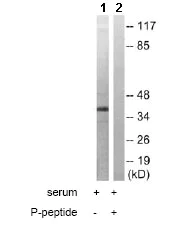 Western blot - Anti-MEK3 (phospho T222) antibody (AB79586)