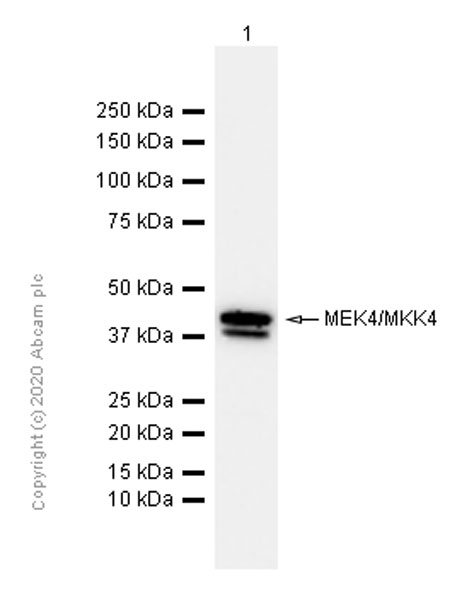Western blot - Anti-MEK4/MKK4 antibody [EP615Y] (AB33912)