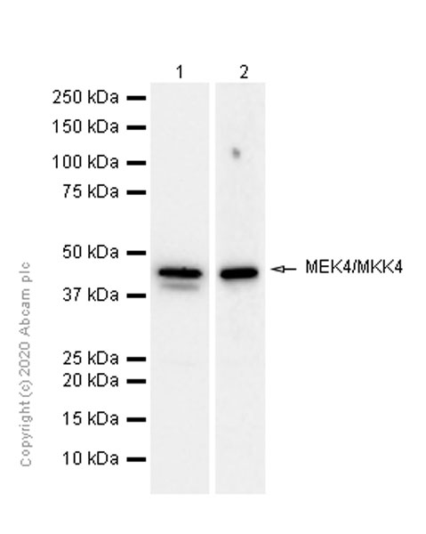 Western blot - Anti-MEK4/MKK4 antibody [EP615Y] (AB33912)