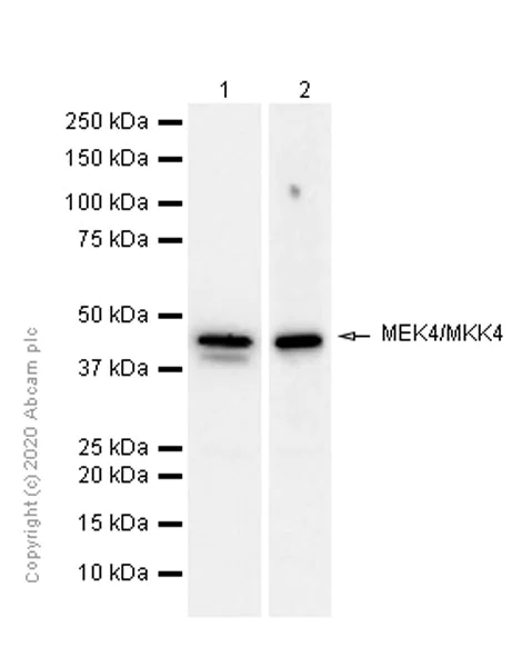Western blot - Anti-MEK4/MKK4 antibody [EP615Y] (AB33912)