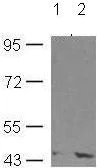 Western blot - Anti-MEK4/MKK4 (phospho S80) antibody (AB131353)