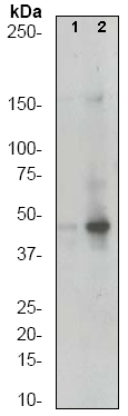 Western blot - Anti-MEK4/MKK4 (phospho S80) antibody [EP1075Y] (AB52958), expandable thumbnail