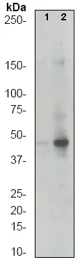 Western blot - Anti-MEK4/MKK4 (phospho S80) antibody [EP1075Y] (AB52958)
