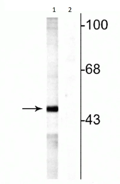 Western blot - Anti-MEK5 (phospho S311 + T315) antibody (AB254134)