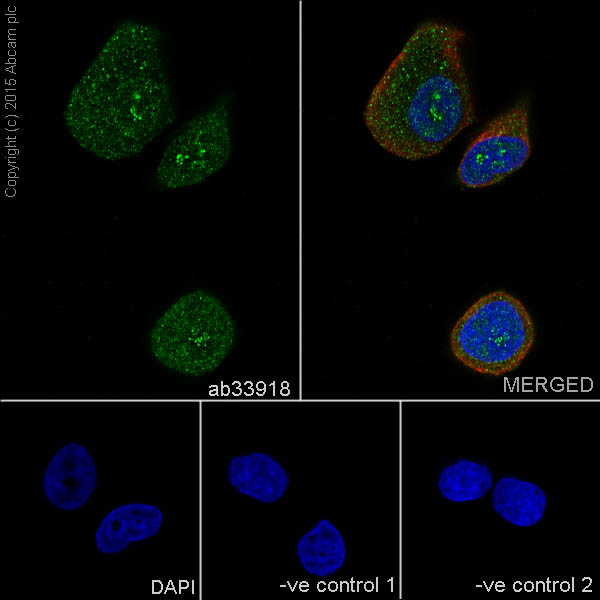 Immunocytochemistry/ Immunofluorescence - Anti-MEKK2 antibody [EP626Y] (AB33918)