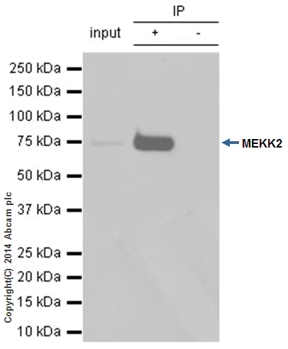 Immunoprecipitation - Anti-MEKK2 antibody [EP626Y] (AB33918)