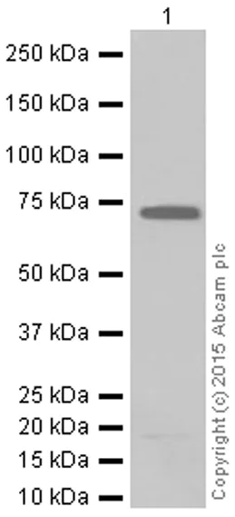 Western blot - Anti-MEKK2 antibody [EP626Y] (AB33918)