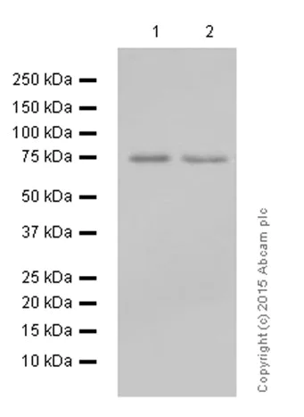 Western blot - Anti-MEKK2 antibody [EP626Y] (AB33918)