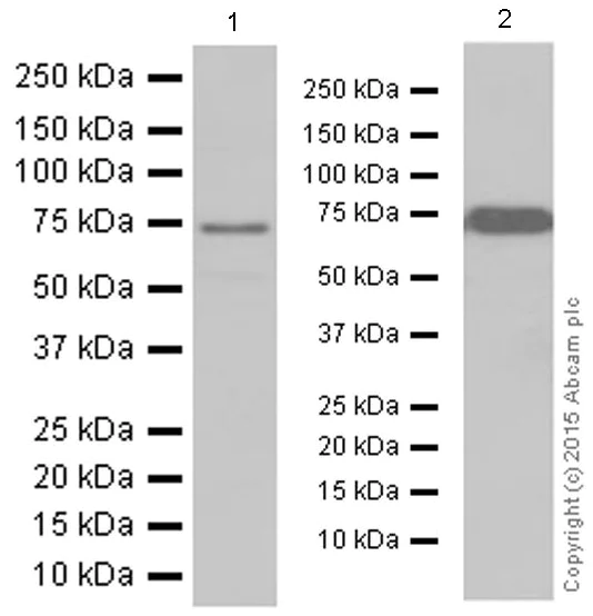 Western blot - Anti-MEKK2 antibody [EP626Y] (AB33918)