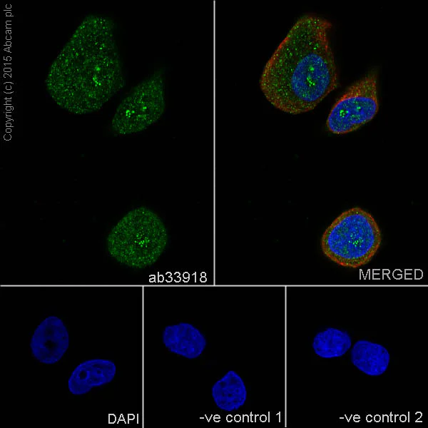 Immunocytochemistry/ Immunofluorescence - Anti-MEKK2 antibody [EP626Y] - BSA and Azide free (AB240926)