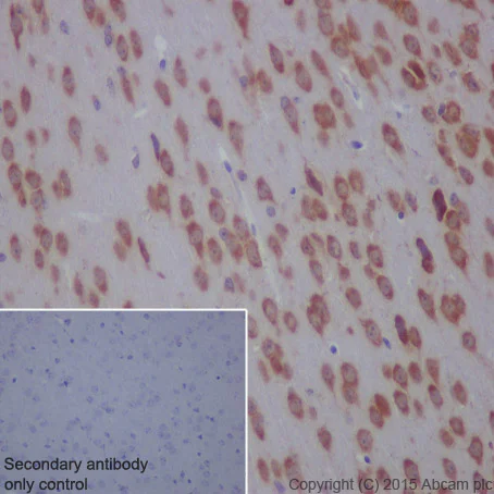 Immunohistochemistry (Formalin/PFA-fixed paraffin-embedded sections) - Anti-MEKK2 antibody [EP626Y] - BSA and Azide free (AB240926)