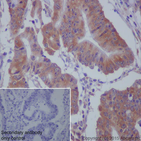 Immunohistochemistry (Formalin/PFA-fixed paraffin-embedded sections) - Anti-MEKK2 antibody [EP626Y] - BSA and Azide free (AB240926)