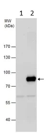Western blot - Anti-MEKK3 antibody (AB154362)