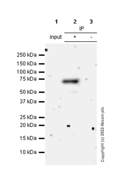 Immunoprecipitation - Anti-MEKK3 antibody [ep600y] (AB40756)