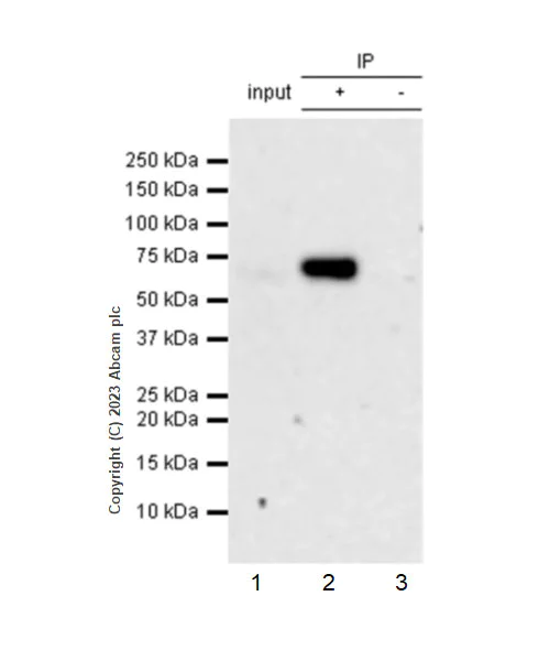 Immunoprecipitation - Anti-MEKK3 antibody [EPR27227-57] - BSA and Azide free (AB308515)