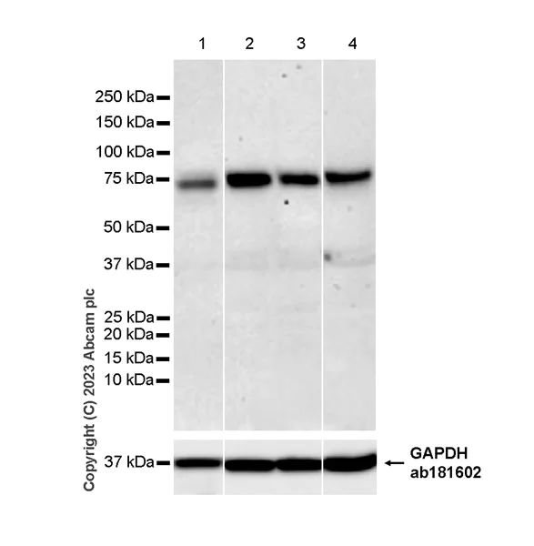 Western blot - Anti-MEKK3 antibody [EPR27227-57] - BSA and Azide free (AB308515)