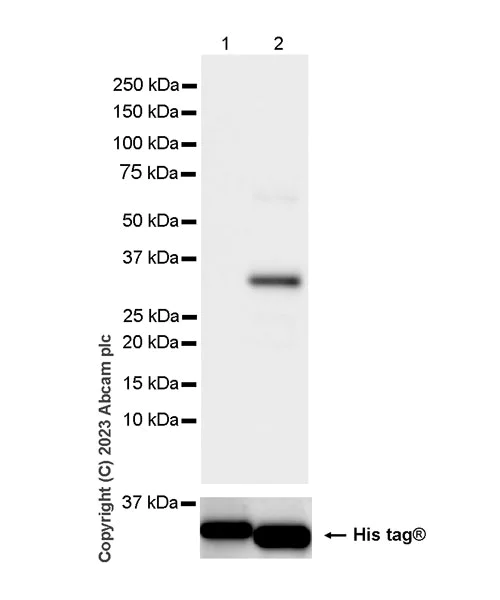 Western blot - Anti-MEKK3 antibody [EPR27227-57] - BSA and Azide free (AB308515)