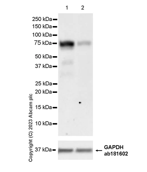 Western blot - Anti-MEKK3 antibody [EPR27227-57] - BSA and Azide free (AB308515)