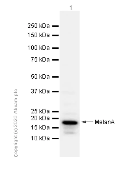 Western blot - Anti-MelanA antibody [EP1422Y] - BSA and Azide free (AB271839)