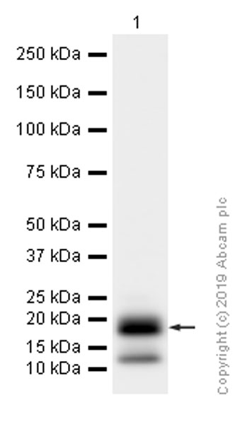 Western blot - Anti-MelanA antibody [EP1422Y] - Low endotoxin, Azide free (AB170090), expandable thumbnail