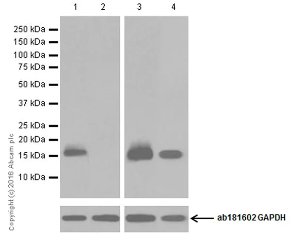 Western blot - Anti-MelanA antibody [EPR20380] (AB210546)