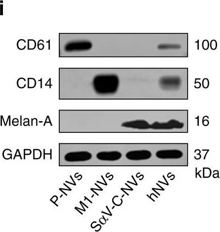 Western blot - Anti-MelanA antibody [EPR20380] (AB210546)