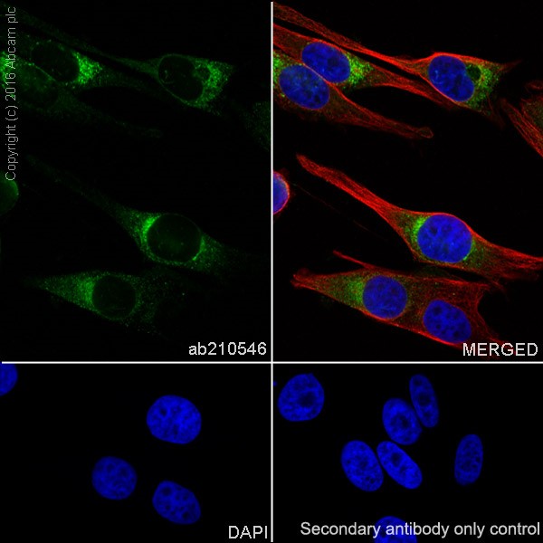 Immunocytochemistry/ Immunofluorescence - Anti-MelanA antibody [EPR20380] - BSA and Azide free (AB222483), expandable thumbnail