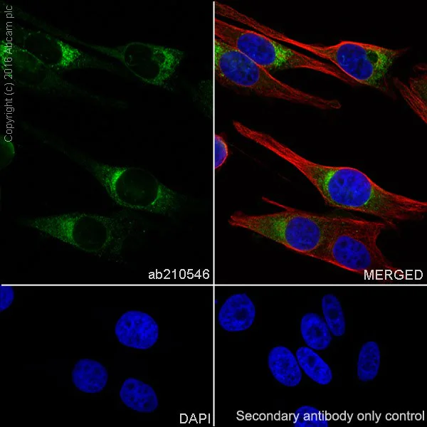Immunocytochemistry/ Immunofluorescence - Anti-MelanA antibody [EPR20380] - BSA and Azide free (AB222483)