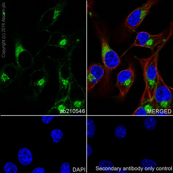 Immunocytochemistry/ Immunofluorescence - Anti-MelanA antibody [EPR20380] - BSA and Azide free (AB222483), expandable thumbnail