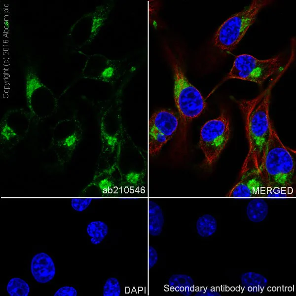 Immunocytochemistry/ Immunofluorescence - Anti-MelanA antibody [EPR20380] - BSA and Azide free (AB222483)