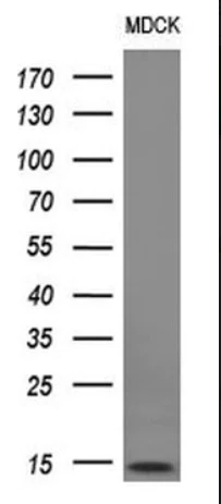 Western blot - Anti-MelanA antibody [OTI3E2] (AB140503)