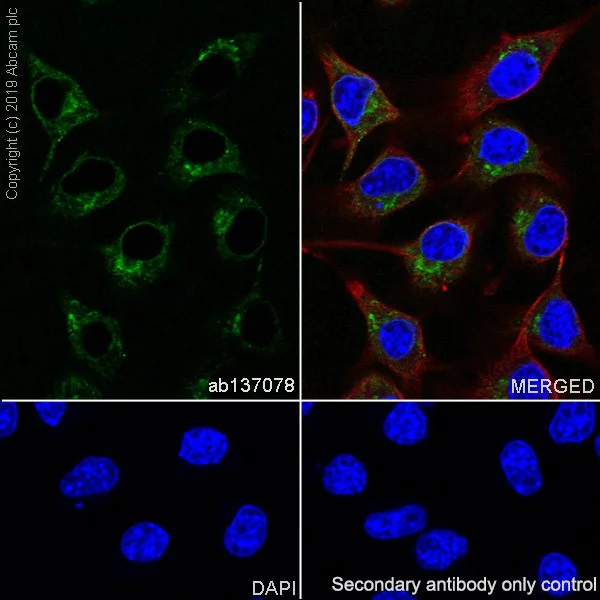 Immunocytochemistry/ Immunofluorescence - Anti-Melanoma gp100 antibody [EP4863(2)] - BSA and Azide free (AB256497)