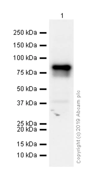 Western blot - Anti-Melanoma gp100 antibody [EP4863(2)] - Low endotoxin, Azide free (AB193201)