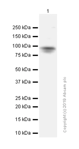 Western blot - Anti-Melanoma gp100 antibody [EP4863(2)] - Low endotoxin, Azide free (AB193201)