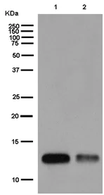 Western blot - Anti-Melanoma Inhibitory Activity antibody [EPR15597] - BSA and Azide free (AB250891)
