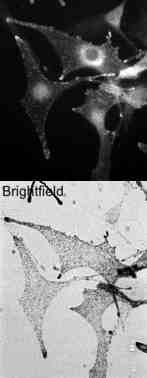 Immunocytochemistry/ Immunofluorescence - Anti-Melanophilin antibody (AB2716)
