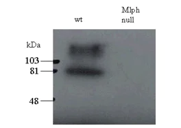 Western blot - Anti-Melanophilin antibody (AB2716)