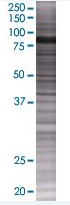 Melanophilin overexpression 293T lysate (whole cell)