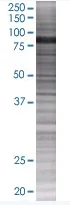 SDS-PAGE - Melanophilin overexpression 293T lysate (whole cell) (AB94249)