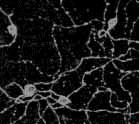 Immunocytochemistry/ Immunofluorescence - Anti-Melanopsin antibody (AB19306)