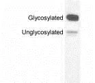 Western blot - Anti-Melanopsin antibody (AB19306)