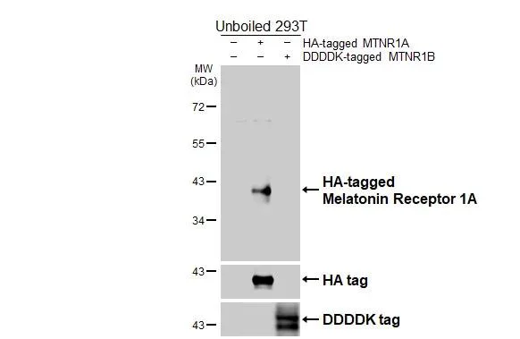 Western blot - Anti-Melatonin Receptor 1A antibody [HL4732] - BSA and Azide free (AB327588)