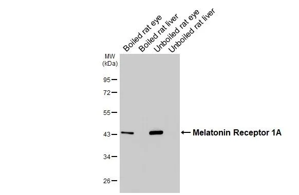 Western blot - Anti-Melatonin Receptor 1A antibody [HL4732] - BSA and Azide free (AB327588)