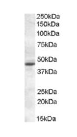 Western blot - Anti-Melatonin Receptor 1A/MTNR1A antibody (AB87639)