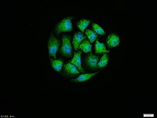 Immunocytochemistry/ Immunofluorescence - Anti-Melatonin Receptor 1B/MTNR1B antibody (AB203346), expandable thumbnail